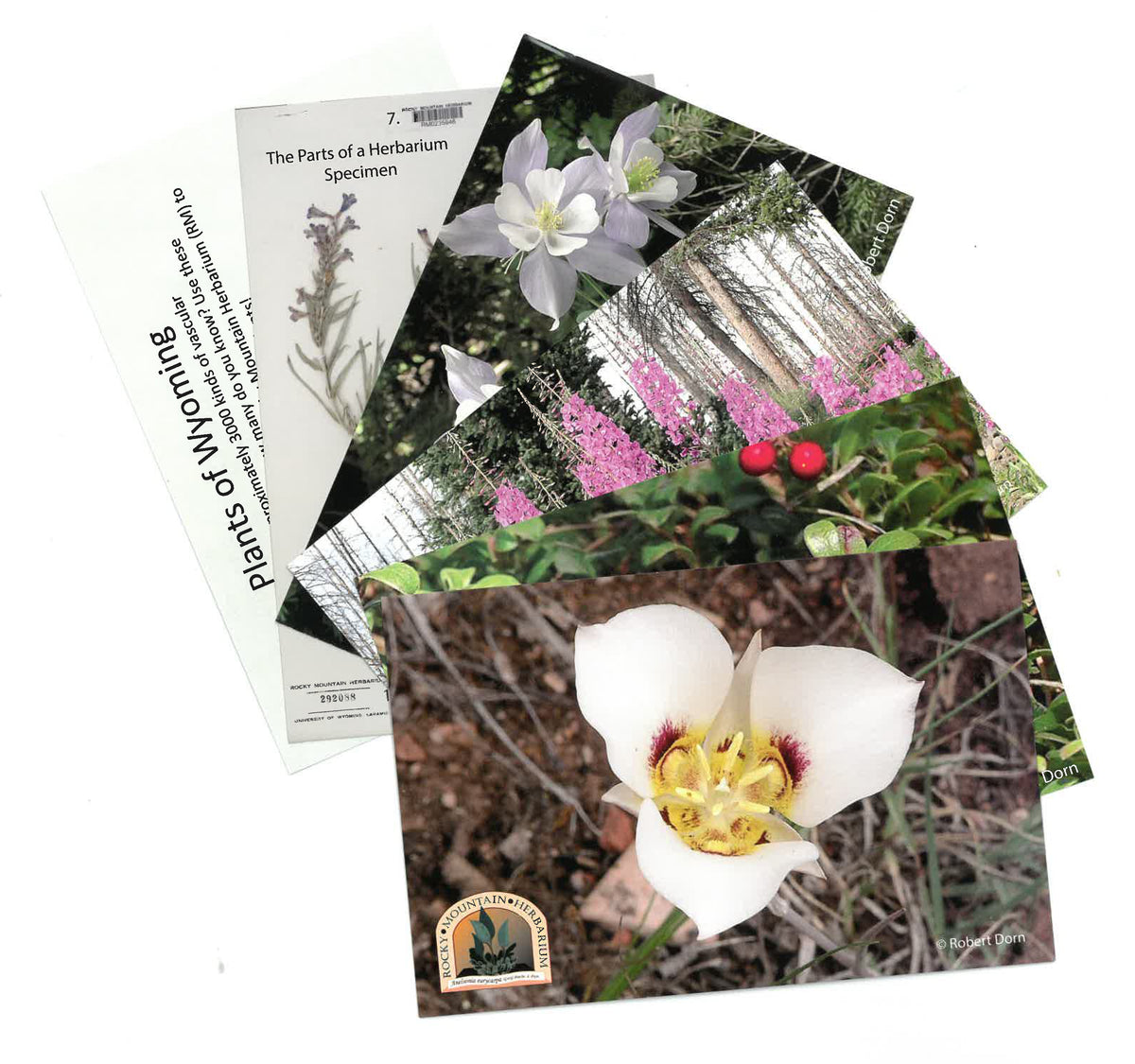 Learn Native Plants Flash Cards