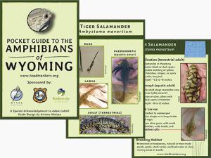 Wyoming Amphibian Identification Guide -Tax Free for State and Tax Exempt Organizations Only